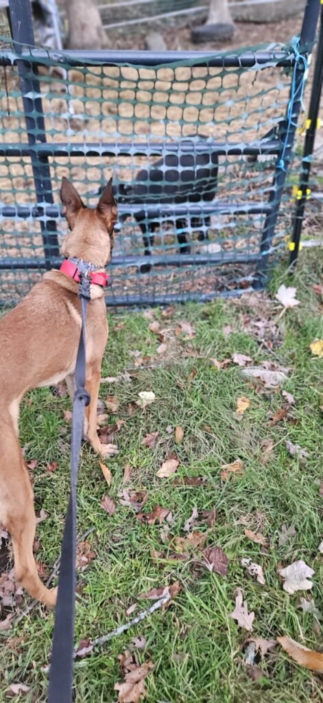 Belgian Malinois With Goats