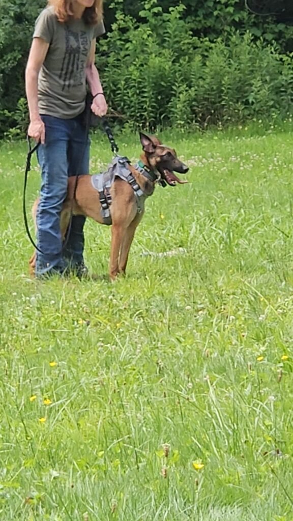 Belgian Malinois High Drive Working Dog