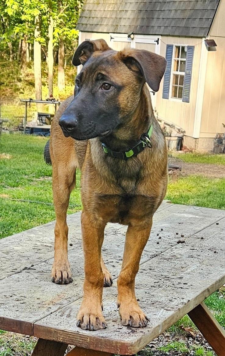 Managing High Drive Dogs: Why the Broken Backyard Playset Stays