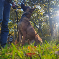 Belgian Malinois Breed Realities