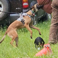 Scarlet High Drive Malinois