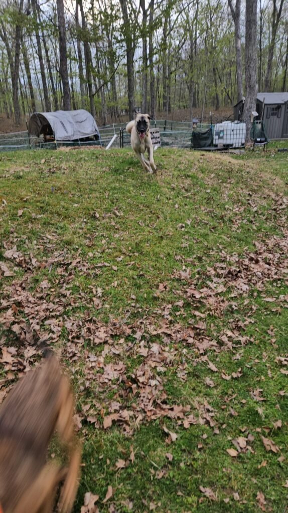 Belgian Malinois puppy Kairos sprinting across the yard with a Turkish Kangal puppy in high drive pursuit
