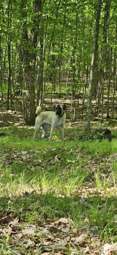 Current image: Turkish Kangal dog Nyx standing alert on the forest perimeter boundary line.