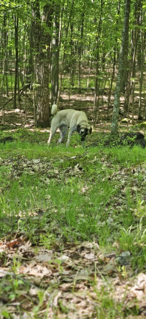 Turkish Kangal dog Nyx tracking through leaves and brush on the forest boundary line