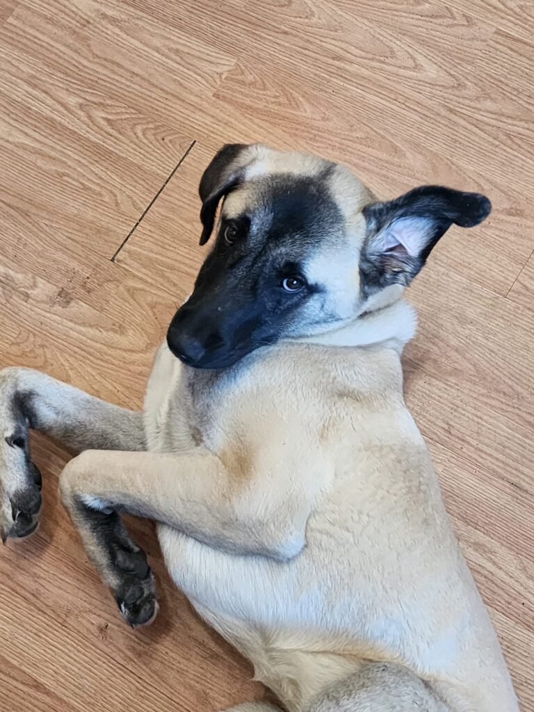 Turkish Kangal dog Nyx laying upside down and fully relaxed on the indoor living room floor