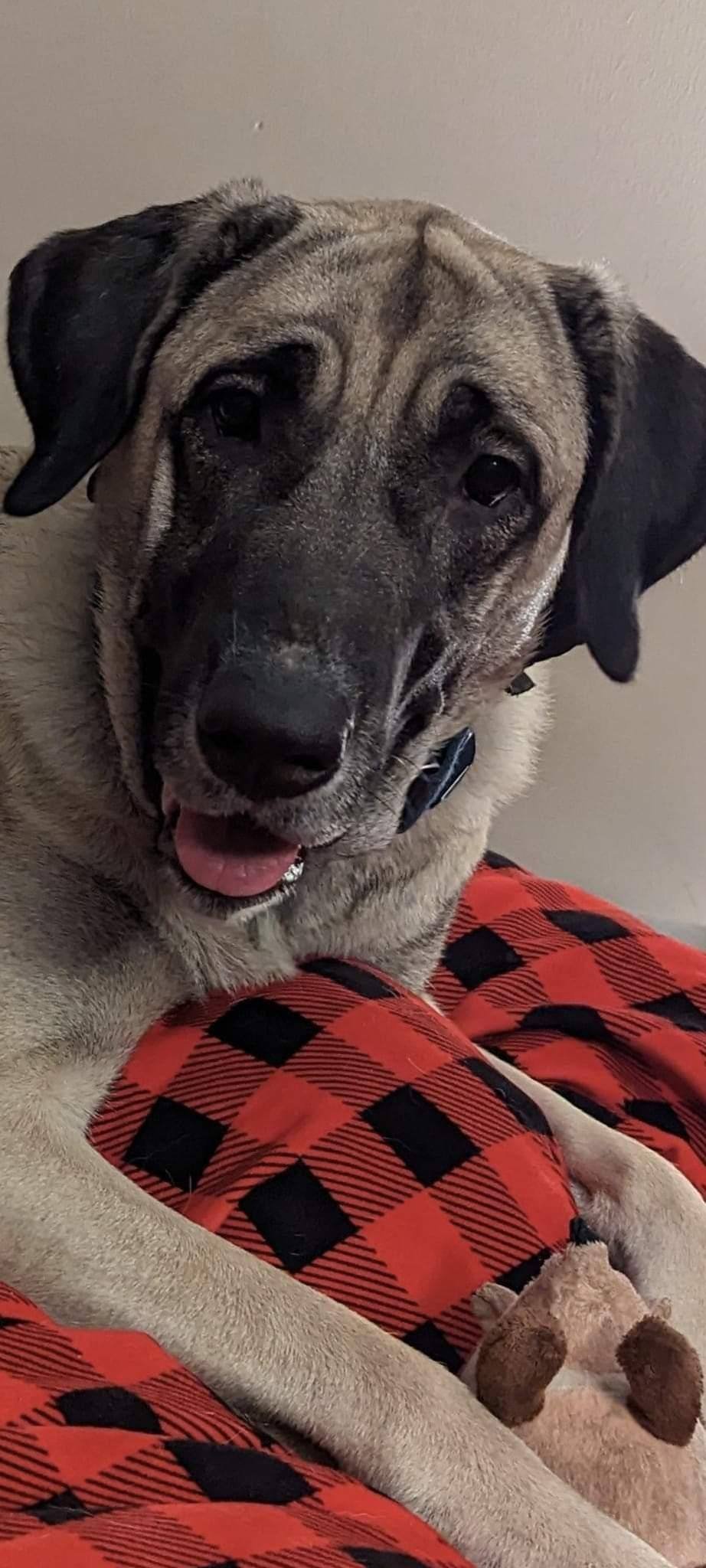 I Fell in Love With a Dog Sold Under a Breed Name I No Longer Trust