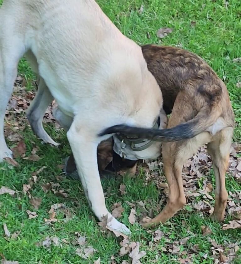 A 80lb Turkish Kangal puppy wrestling a 45lb Belgian Malinois puppy over a toy in the grass.