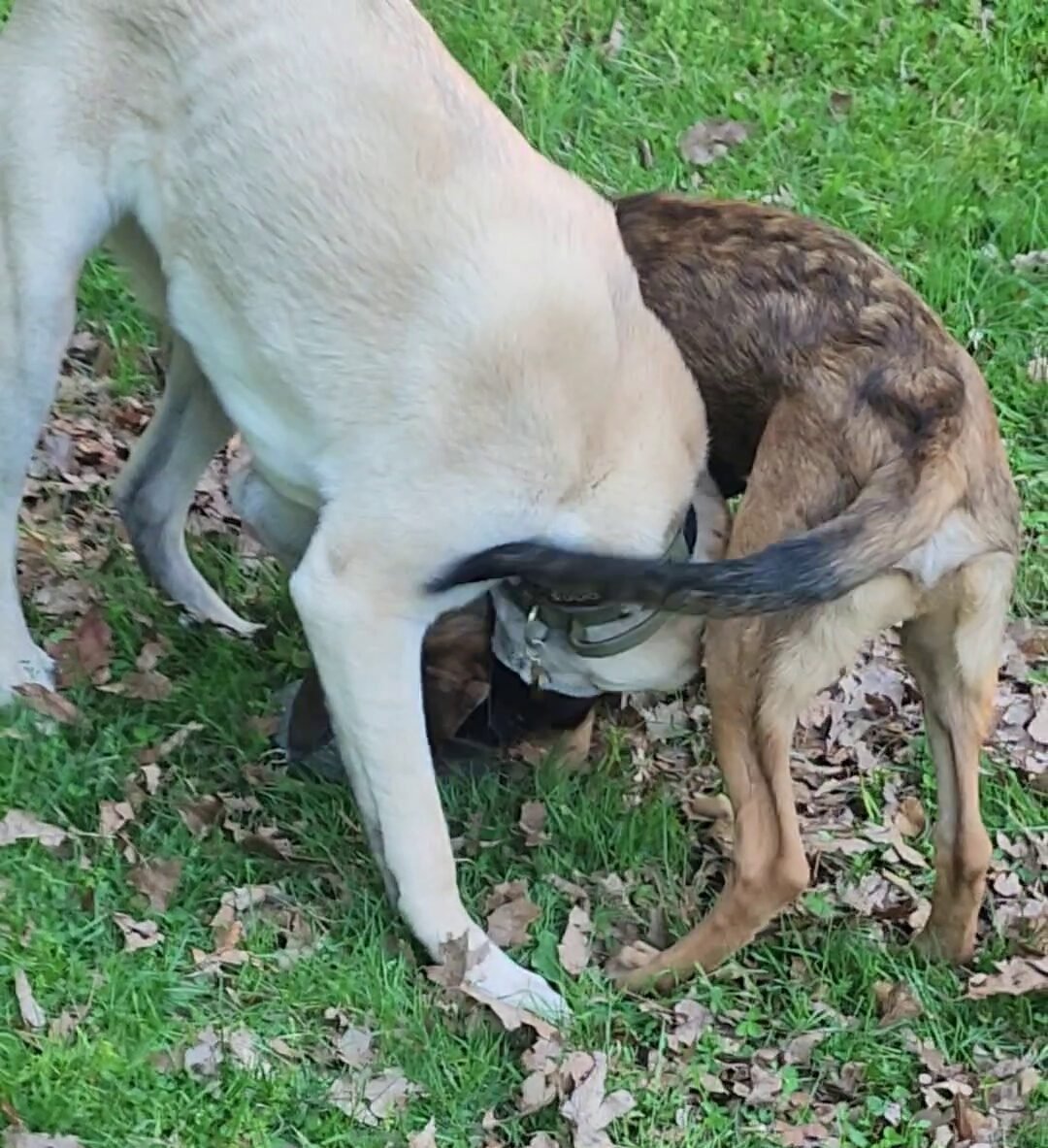 The Weight Class Reality of High Drive Puppies